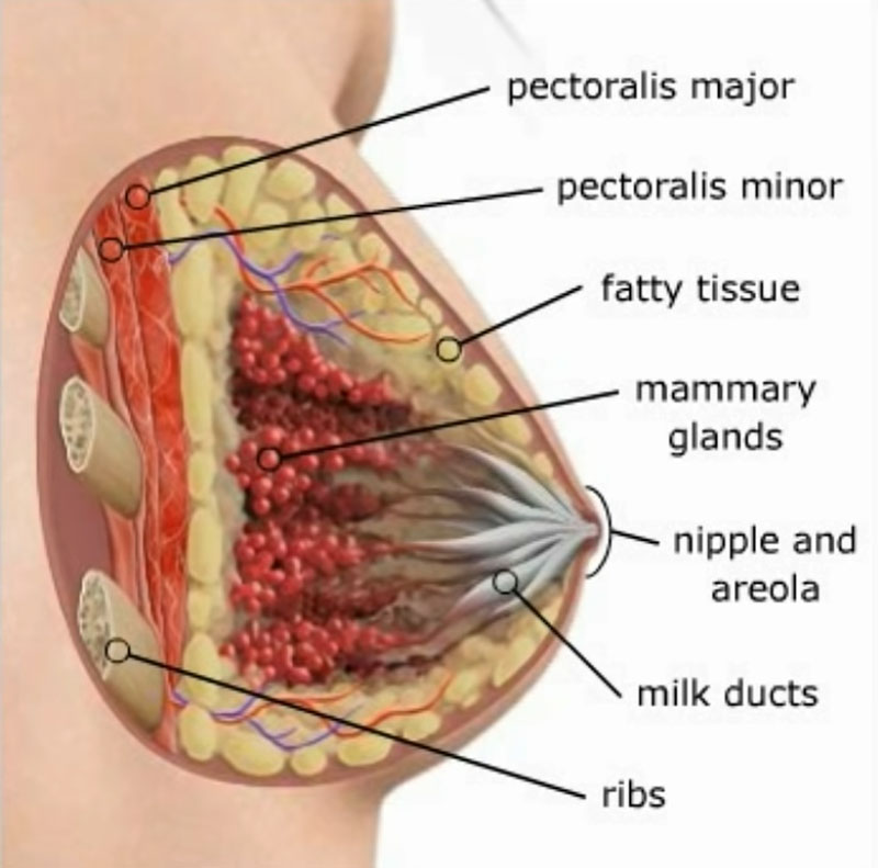 Breast structure or anatomy