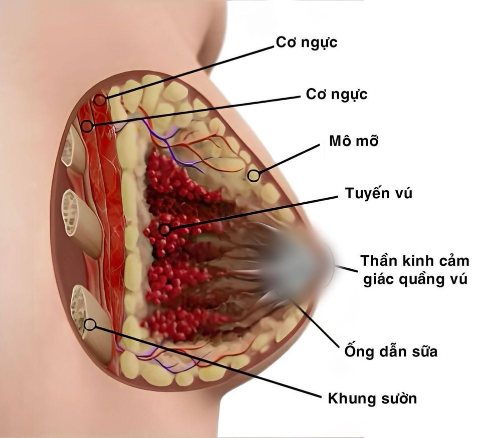 cấu tạo bộ ngực