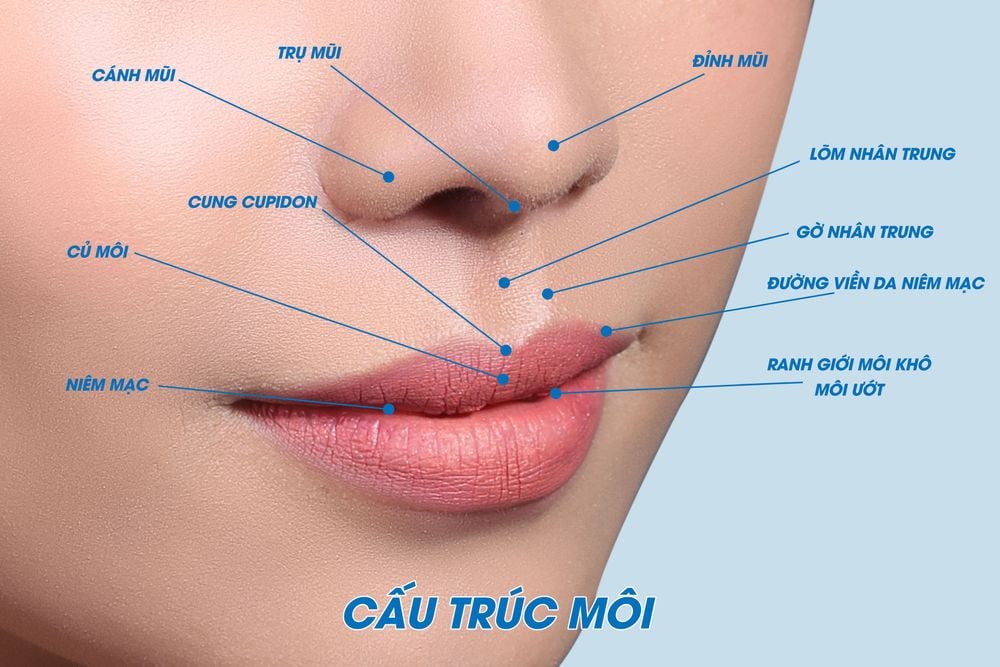 Cấu trúc môi