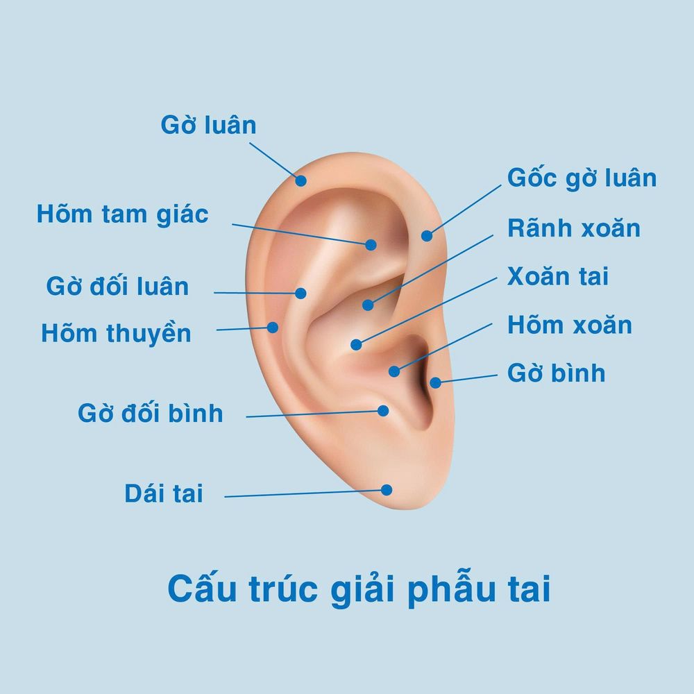 Cấu trúc giải phẫu tai