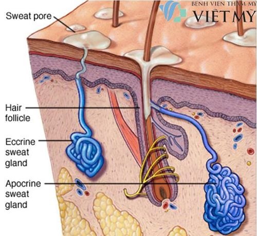 Cơ chế tiết mồ hôi